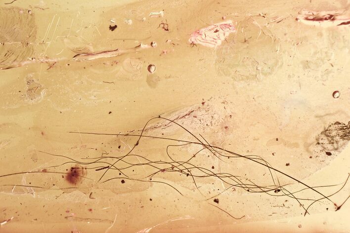 Mammalian Hair Preserved In Baltic Amber - Rare! #328193